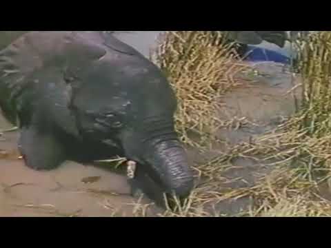 África Selvagem - Documentários de Diversos animais ! HD.