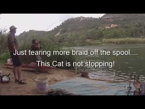 Catfish Fishing on River Ebro, Spain - Big Ebro Catfish Hook Pull