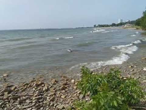 Lake Michigan - Dog having Fun