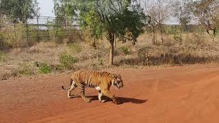 preview picture of video 'Raipur jungle safari tiger'