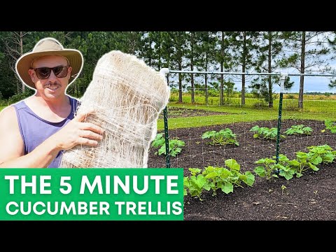 The Cucumber Trellis to Make You Jealous!
