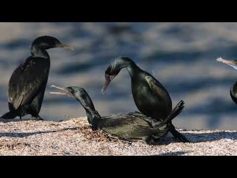 Brandt's Cormorants mating