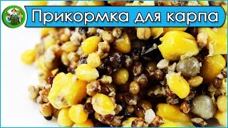 Семена для прикормка карп весной