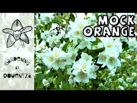 Passion for Mock Orange - scented garden with 12 philadelphus in bloom