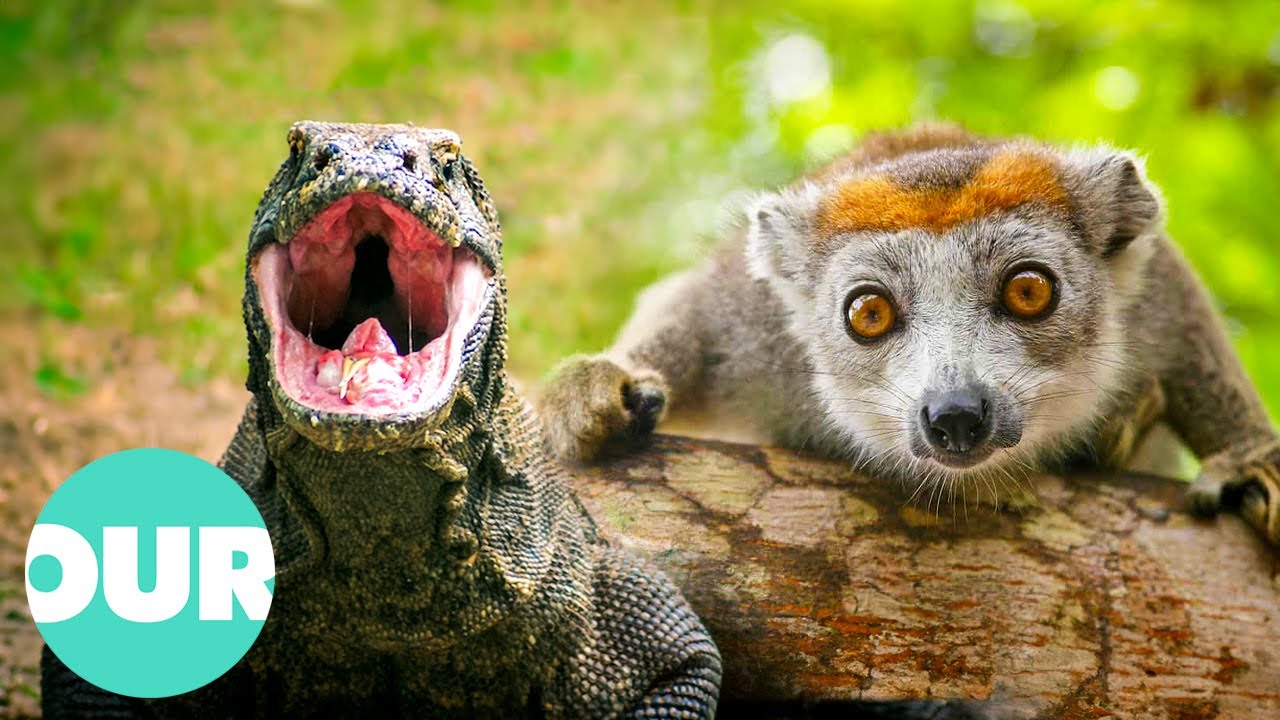 Exploring the Most Rare and Endangered Animals