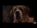 Cujo