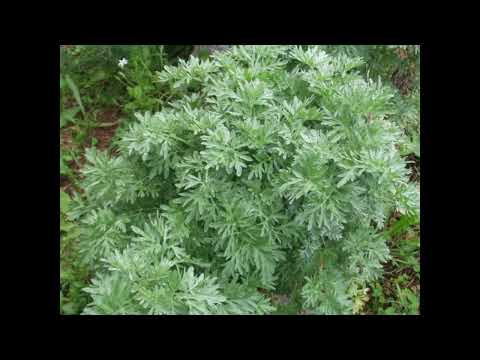 Jordan Nikolić - More, bel' peline