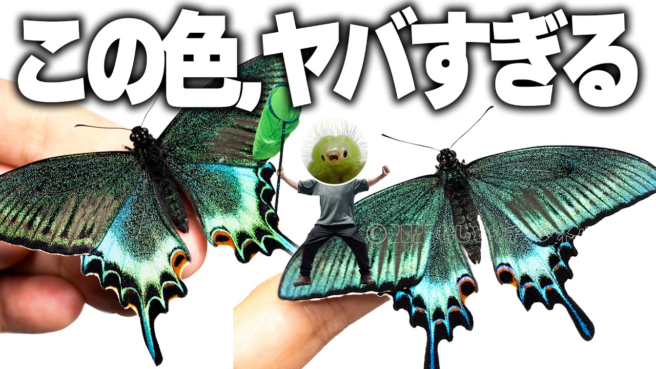 有り得ない色のアゲハが生まれました