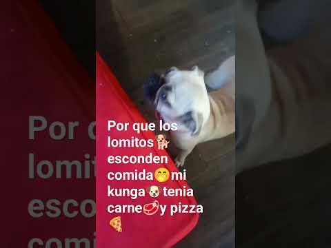 #mascotasdivertidas  #mascota #viral #family #ancestros #mascota #perritos #perros #perroslindos