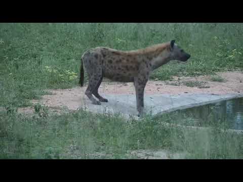 Djuma: Lone Hyena gets quick drink at the pan - 18:50 - 12/16/20