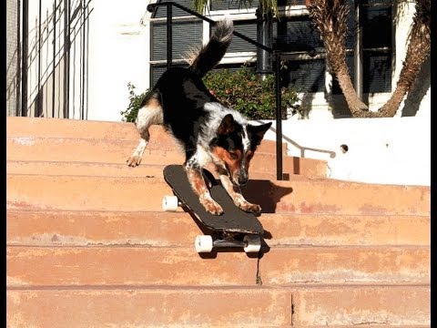 Jumpy videó