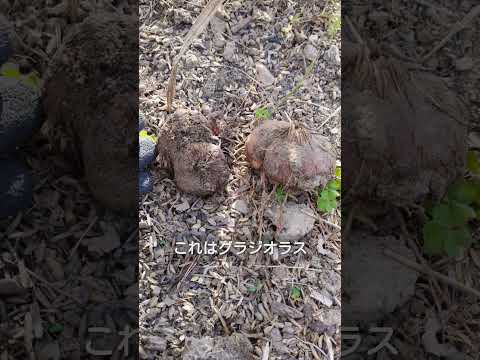 2022年にグラジオラスを植える方法