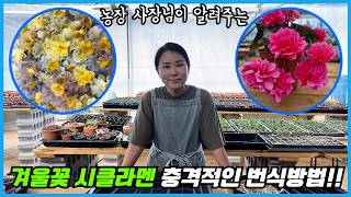 시클라멘 고수가 알려주는 충격적인 번식방법!! 겨울꽃의 대명사 시클라멘 이대로만 키워보세요!! (휴면, 분갈…