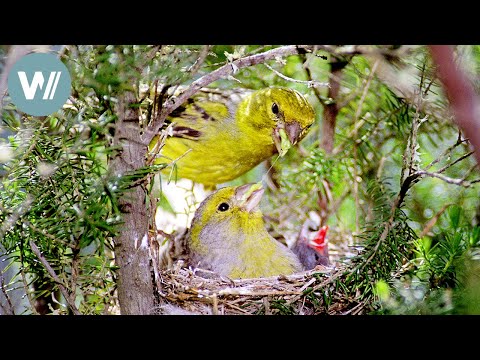 Kanarische Inseln - Heimat der Kanarienvögel | Tiere vor der Kamera (2001) | Folge 37/57
