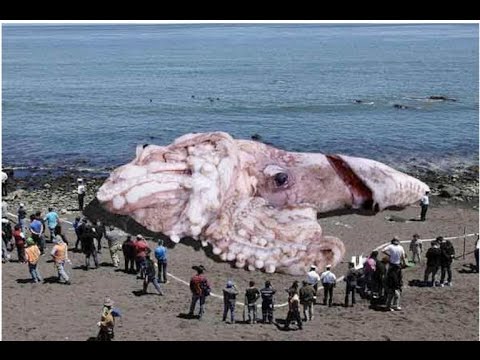 Giant 20 Meter Squid Found in Japan