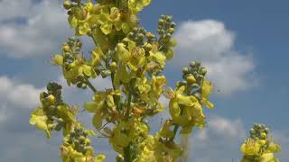 HÍREK A TERMÉSZETBŐL