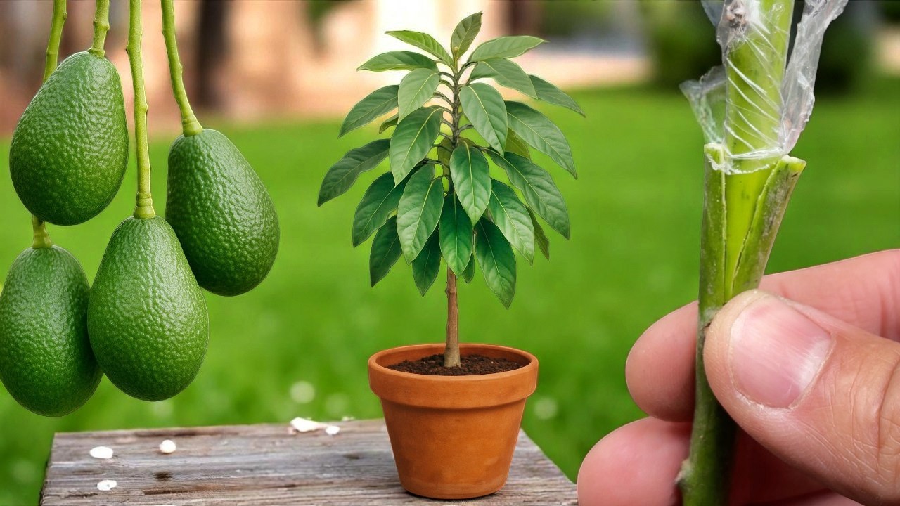 🥑How to Graft Avocados at Home? Step-by-step Guide