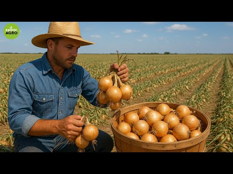 How American Farmers Harvest 7.9 Billion Pounds of Onions