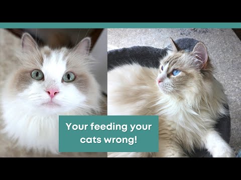 Best Healthy Cat Treats, Food, & Litter | Stop Using Purina, Science Diet, & Meow Mix