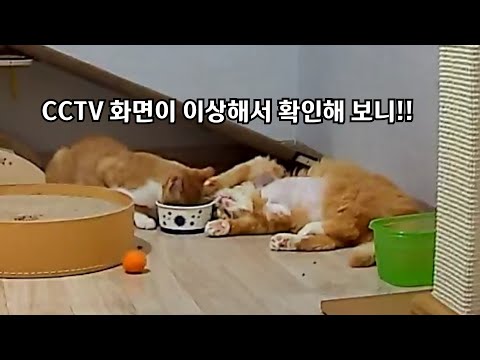 둘이 이상한 짓을 하고 있길래 CCTV이를 확인해 보니!!