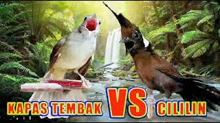 Download lagu masteran kombinasi cililin vs kapas tembak jeda 1 sampai 2 menit mp3