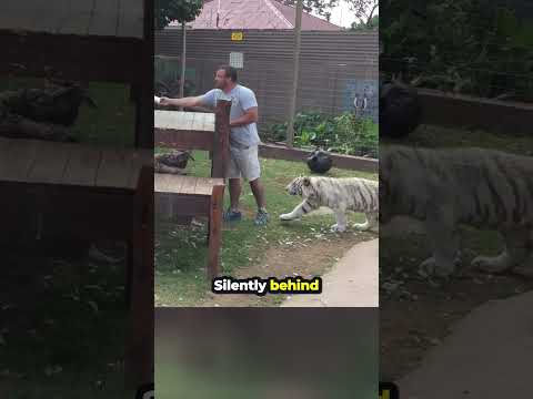 Zookeeper Didn't Notice The Tiger... #shorts