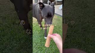 Chief🐶の好き嫌い編　#cute #dog#犬#犬のいる暮らし #オーストラリア#australia ＃ブリスベン#brisbane