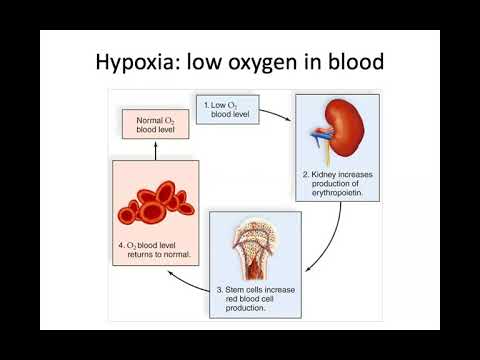 Blood Part 2 (Biology 155)