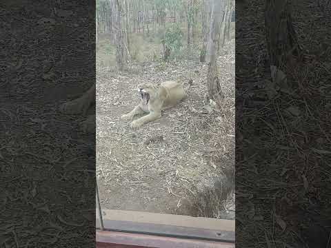 my name is sushmita #nature #naturephotography #viral #youtube #viralshorts #lions  #lionattitude