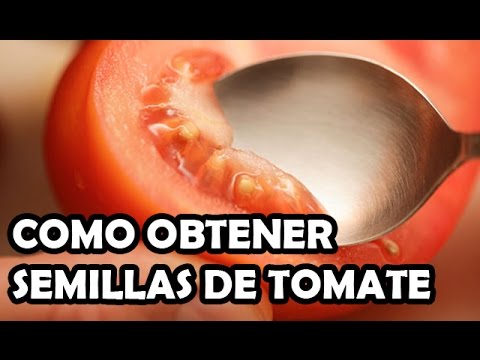 , title : 'Como obtener semillas de Tomate!! 🍅 Paso a Paso | La Huerta de Ivan'