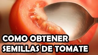 Como obtener semillas de Tomate