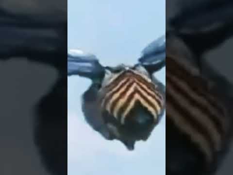 Armor Mothra cuts King Ghidorah's wing | Rebirth of Mothra 3