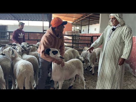 رشيد گيسر يزلزل الاسواق يكشف اليوم عن أسعار أكباش 🐏 عيد الأضحى 2026 #اكسبلور #المغرب_الجزائر 