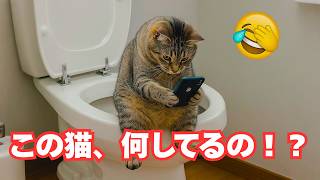 【笑いが止まらない】🤣 最高にかわいい犬と猫 😻｜面白くて癒される 2026 #犬 #猫 #かわいい #爆笑 #犬猫動画