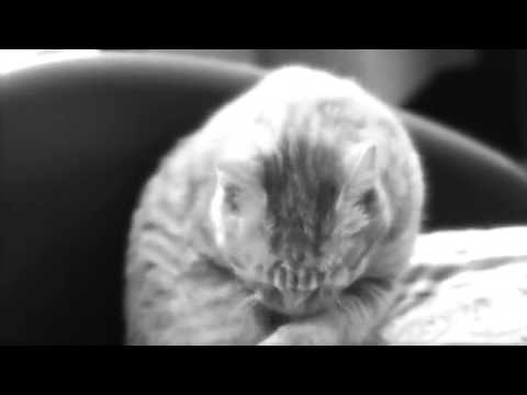 Silvia Querci-Io mi amo- di Roberta Faccani e G. Tittarelli (Radio Edit)