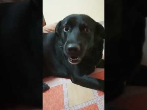 my #happydog  Cupid 🐶#dogshorts #doglover #dog