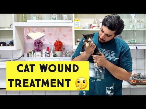 How to Clean a Cat's Wound | Cat Wound Treatment | Care of open Wounds in Cats