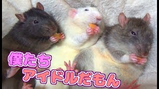 ラットの並んでラッコ食いをマスターした子達と姫うずらの謎の行動