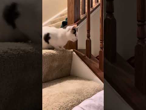 Shilee playing with Ginger lol