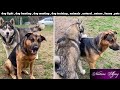 Dog Mating Natural Naughty Dog Animal Birds Voice Nature Nature Ajay