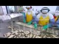 SARDINES HOW DO THEY DO IT