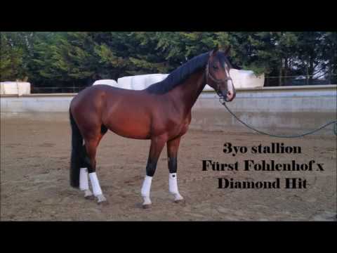 Fürst Fohlenhof x Diamond Hit