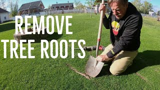 How to remove EXPOSED TREE ROOTS in the lawn. ULTRA SATISFYING