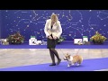 At The Russian WCP Club National Specialty Show 2018 Male Puppy
