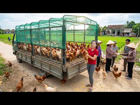 Harvesting 300+ Ducklings to Sell at Market | Using Truck for Transport - 收購300+隻小鴨送往市場販售 | 使用卡車運輸