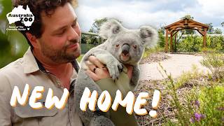 Building a New Home for 22 Koalas!