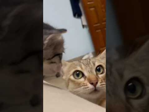 So cute || new born || 😻❤️❤️