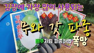 김장에 가장 많이 사용되는 무와 갓 파종 | 무심기 | 갓심기