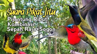 Download lagu SUARA PIKAT PIJANTUNG RIBUT KOMBINASI SEPAH RAJA SOGON. PALING JITU.. mp3 Download lagu SUARA PIKAT PIJANTUNG RIBUT KOMBINASI SEPAH RAJA SOGON. PALING JITU.. mp3