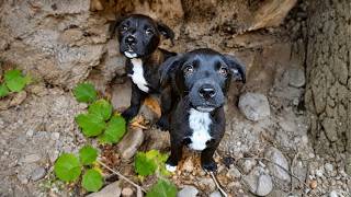 Abandoned Puppies were Dumped on the Street and Barely Survived Until This Happened